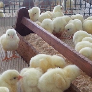 INTA evalúa uso de probióticos como alternativa a los antibióticos para pollos parrilleros