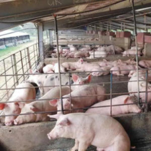 Bioseguridad: Granjas porcinas mas seguras y productivas