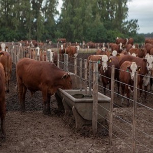 Senasa advierte sobre el estrés calórico en el ganado bovino