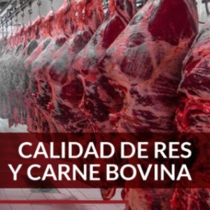 Útimo Día de Descuento: Curso de Calidad de Res y Carne Bovina