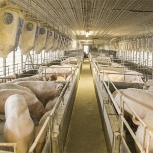 Publican informe sobre el Sector Porcino de Argentina en octubre