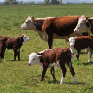 AFOA realiza seminario sobre la mitigación de la huella de carbono en la producción de carne