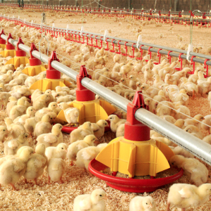 Nutrición y Sanidad, Los Temas de La Tercera Jornada Avícola