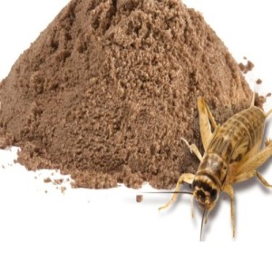 El INTI desarrolla harina a base de insectos