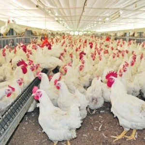 Sector avícola uruguayo en emergencia agropecuaria por muerte de 400.000 gallinas tras ola de calor