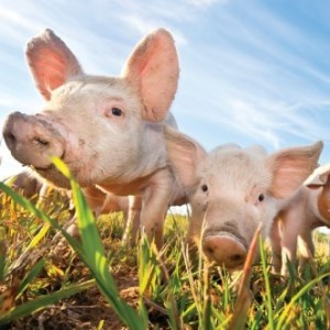 Bioseguridad en las granjas de producción porcina