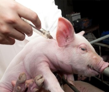 Vetanco y la Universidad Nacional de Moreno desarrollarán de una vacuna para porcinos