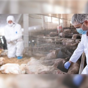Recomendaciones para reforzar la bioseguridad en granjas porcinas y avícolas