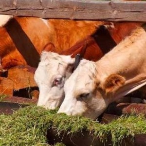 Manejo de efluentes y estiércol en el engorde a corral