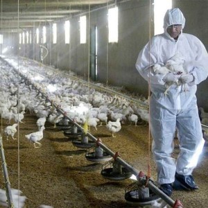 A partir del alerta sanitario aumentó la notificación de sospechas de influenza aviar en Argentina