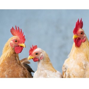 Senasa refuerza las medidas de vigilancia epidemiológica para evitar el ingreso de influenza aviar