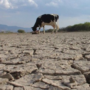 Sociedad Rural de Rosario: “Por la sequía este año faltarán entre 12 y 15 mil millones de dólares”