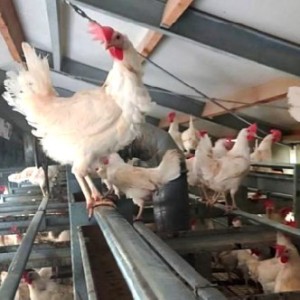 Cuáles son los requisitos para la recría y el manejo en la crianza de gallinas ponedoras