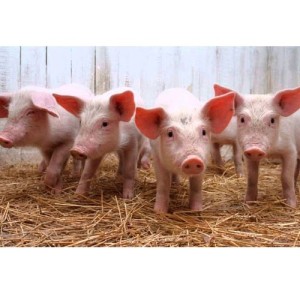 El gobierno compensará a productores porcinos por 1.200 millones de pesos