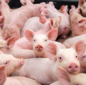 Algunas dificultades del 2022 que se trasladan al 2023 en el sector porcino