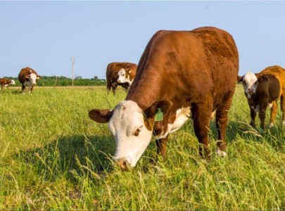 Un informe de la NASA demuestra que la ganadería argentina no contamina el medio ambiente