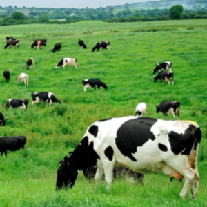 ¿Cómo producir carne vacuna de calidad y reducir las emisiones de metano?