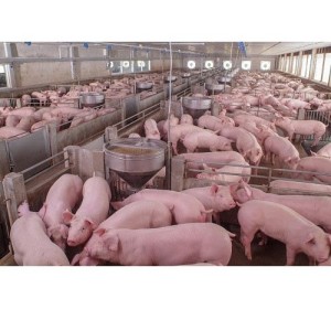 Estrategias para disminuir los altos costos de la alimenación en cerdos en tiempos de sequía