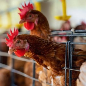 La CRA pide al SENASA avanzar con política sanitaria más efectiva para controlar la influenza aviar