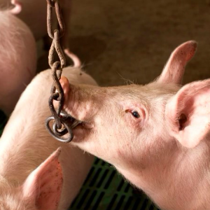 Enriquecimiento ambiental en cerdos: una forma de mejorar su bienestar