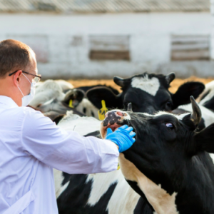 Cómo reducir la incidencia de enfermedades respiratorias en bovinos