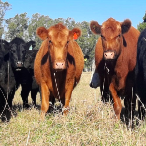 Claves para aumentar el peso de faena para producir más carne