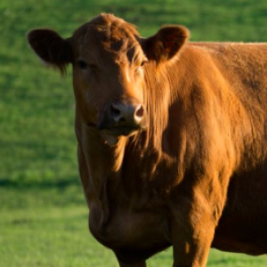 La reproducción bovina demanda la energía proporcionada por la nutrición