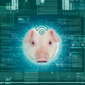 Big Data ¿Por qué utilizarlo en el transporte de cerdos?