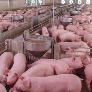 Equilibrio térmico: su impacto en la producción porcina