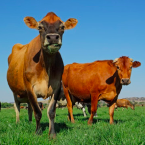La producción de carne y su relación con el ambiente