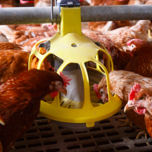 Tres consejos para una dieta nutritiva en gallinas ponedoras
