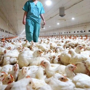 Influenza aviar: Se profundizó la fiscalización y el control en granjas avícolas