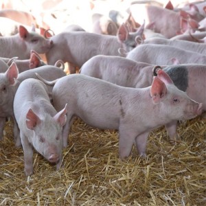 Senasa recomienda pautas para reducir el impacto de las altas temperaturas en porcinos