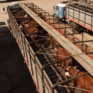 Senasa informa medidas de prevención de estrés térmico en el transporte de animales de consumo