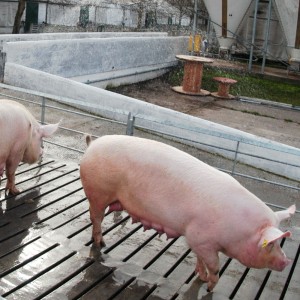 Autorizan una nueva vacuna para mejorar la productividad en porcinos