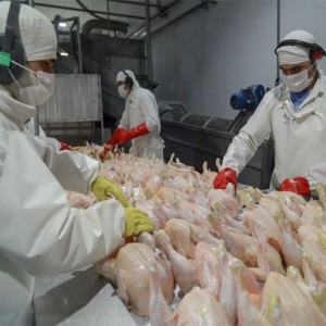 Argentina logró la reapertura del mercado de productos avícolas del Reino Unido