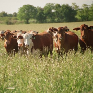 Argentina bate récords en exportación de carne vacuna en febrero
