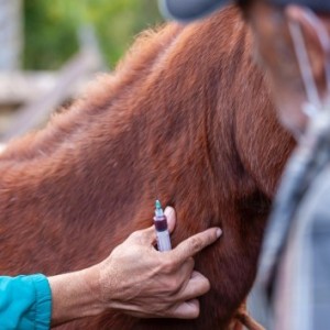 Senasa estableció nuevas condiciones para uso de productos veterinarios con antimicrobianos