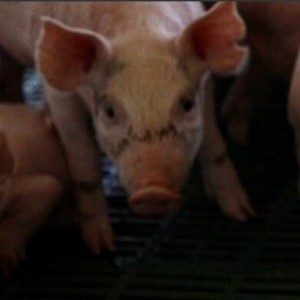 El Grupo de Sanidad Porcina del Cono Sur estableció pautas de trabajo para la región