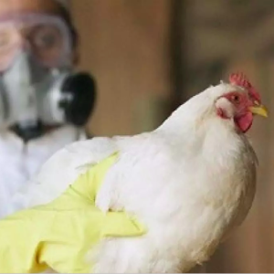 Influenza aviar y su impacto en Latinoamérica