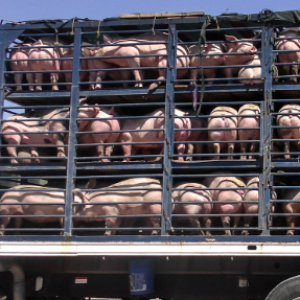 Pautas para un buen manejo del transporte de cerdos