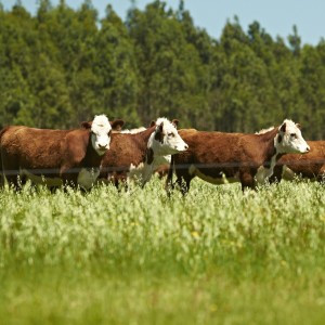 Minerva Foods se adelanta a su Compromiso con la Sostenibilidad previsto para 2030 en Argentina