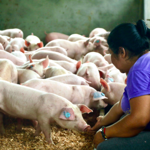 Reducción de costos de alimentación en cerdos: el papel de la Microbiota Intestinal y otros factores