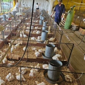 Bedson prueba sus productos para pollos de engorde en la granja experimental de Universidad de Luján