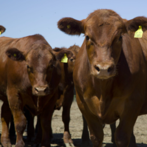 Genes del futuro en bovinos para carne