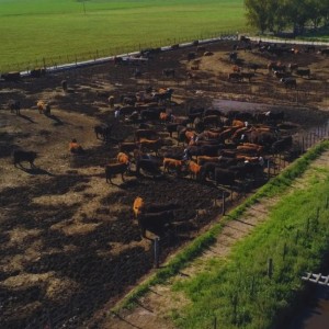 El INTA impulsa estrategias innovadoras para la gestión en feedlots