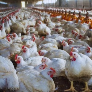 El apilado de cama de pollo se consolida como una alternativa sanitaria