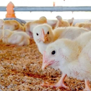 Aviagen realizará un webinar gratuito con claves para el desarrollo del pollito en fases iniciales