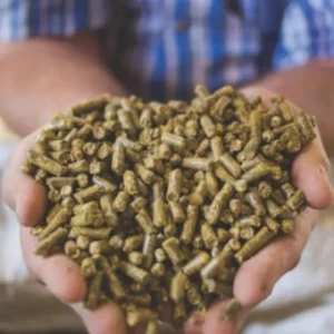 Alltech presentó los datos de su encuesta global sobre la producción de  alimento balanceado