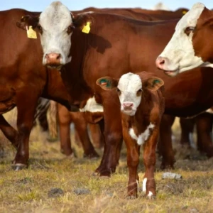 Relación entre la edad de destete y la calidad de carne bovina